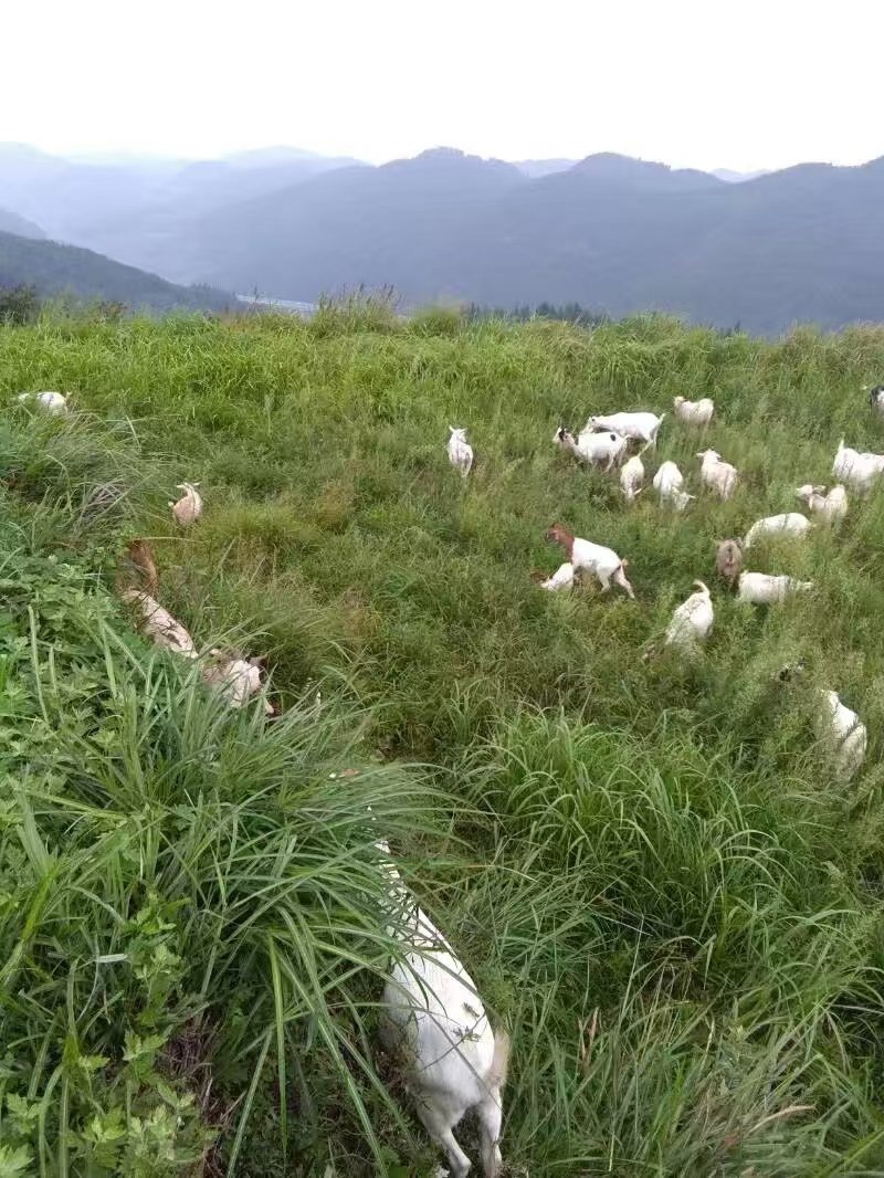 湖南湘西凤凰县大量供应山羊肉现杀现发，发自家养殖