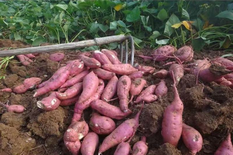 【量大优惠】四川商薯幺九徐薯幺九红皮白心板栗红薯