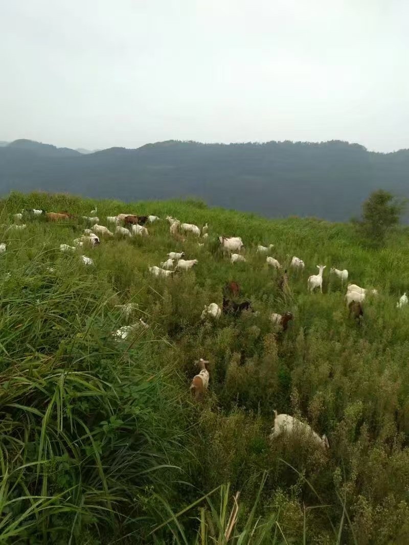 精品羊肉山羊肉现杀现发，肉质鲜嫩，欢迎咨询联系