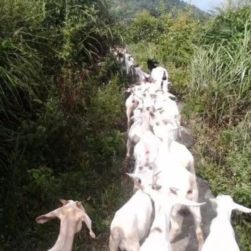 精品羊肉山羊肉现杀现发，肉质鲜嫩，欢迎咨询联系