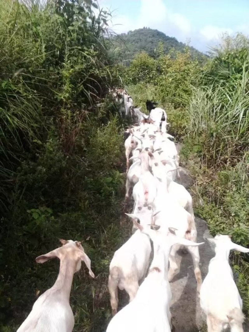 精品羊肉山羊肉现杀现发，肉质鲜嫩，欢迎咨询联系