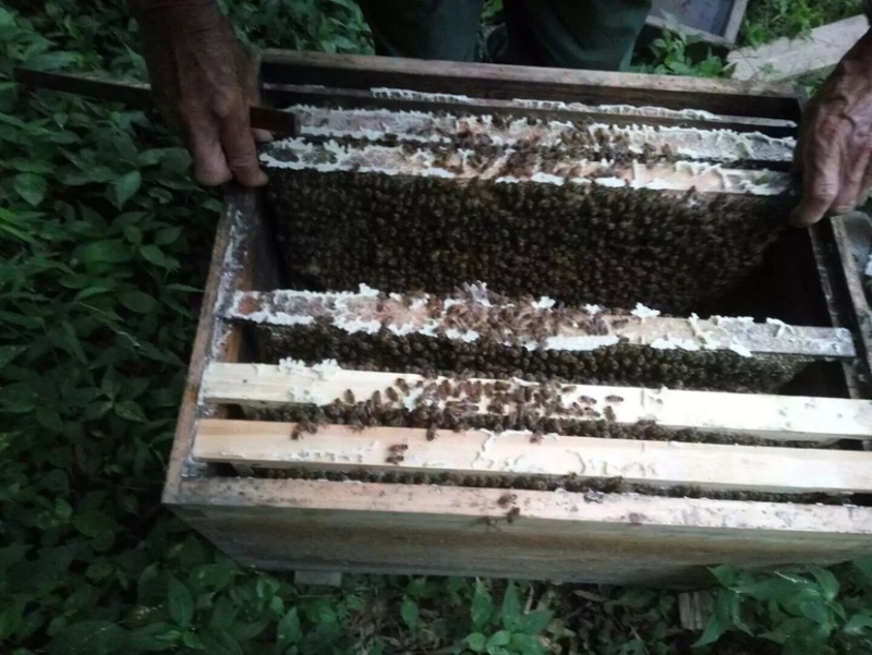 纯野生深山乌桕蜜土蜂蜜