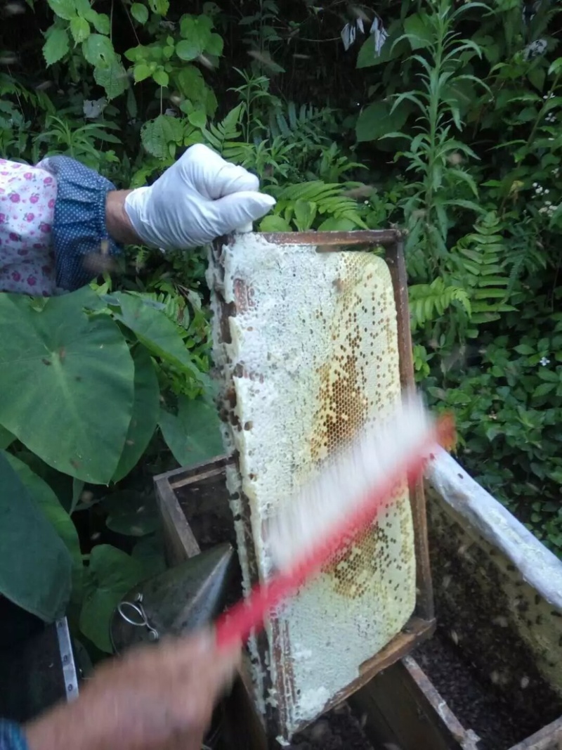 纯野生深山乌桕蜜土蜂蜜