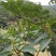 纯野生深山乌桕蜜土蜂蜜
