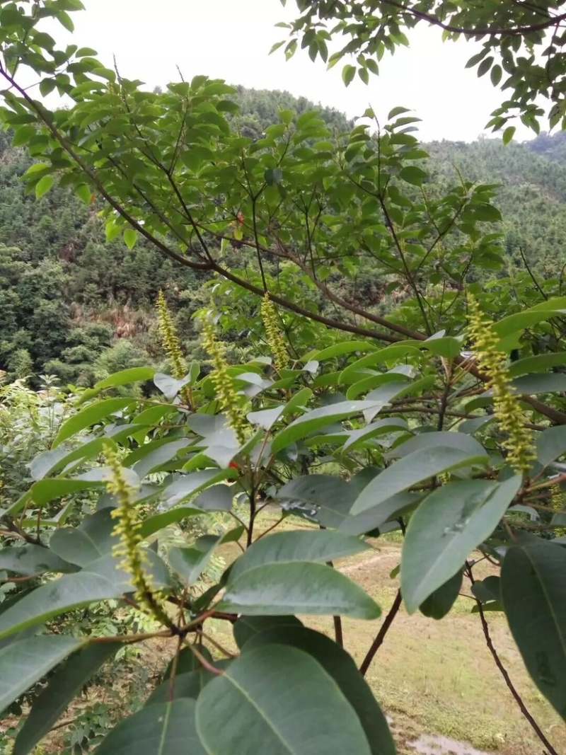 纯野生深山乌桕蜜土蜂蜜