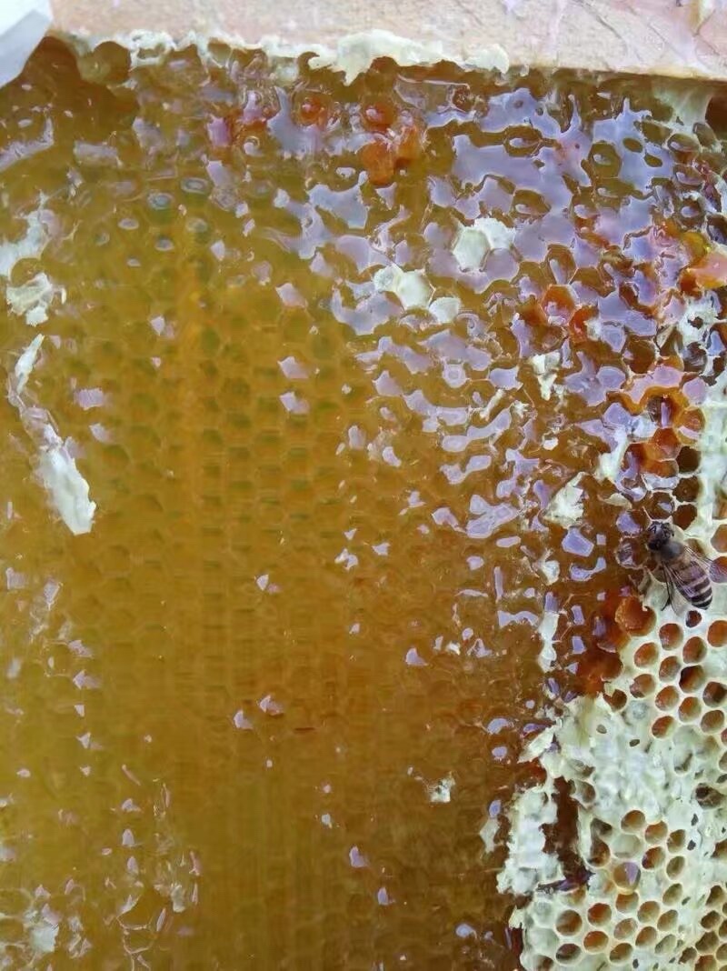 纯野生深山乌桕蜜土蜂蜜