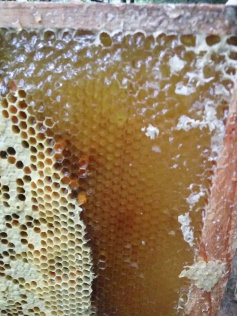 纯野生深山乌桕蜜土蜂蜜