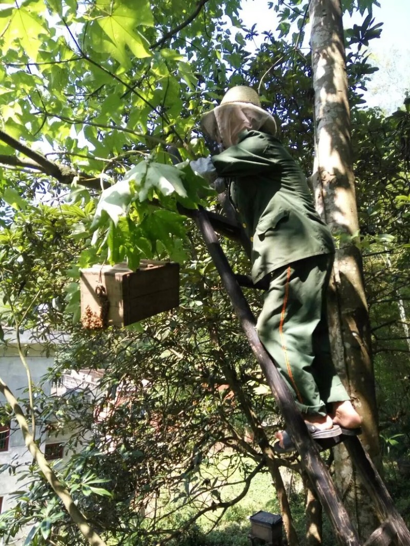 纯野生深山乌桕蜜土蜂蜜