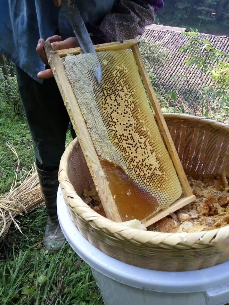 纯野生深山乌桕蜜土蜂蜜
