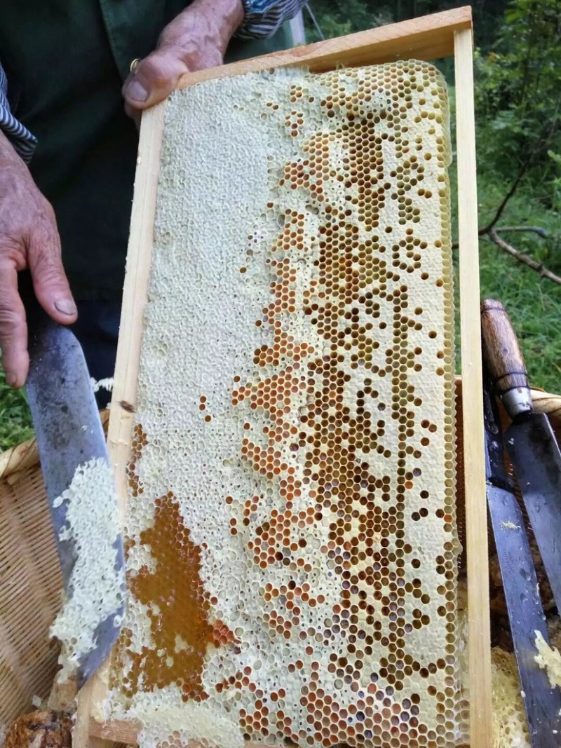 纯野生深山乌桕蜜土蜂蜜