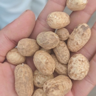 黄金罗汉果鲜果通货
