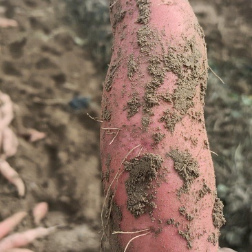 烟薯有各种品种大量有货，原产地产地直发全国各地发货