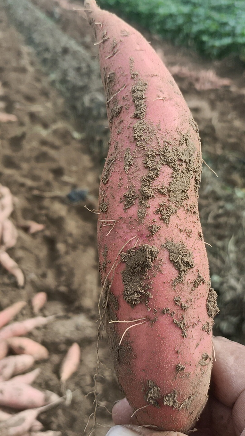 烟薯有各种品种大量有货，原产地产地直发全国各地发货