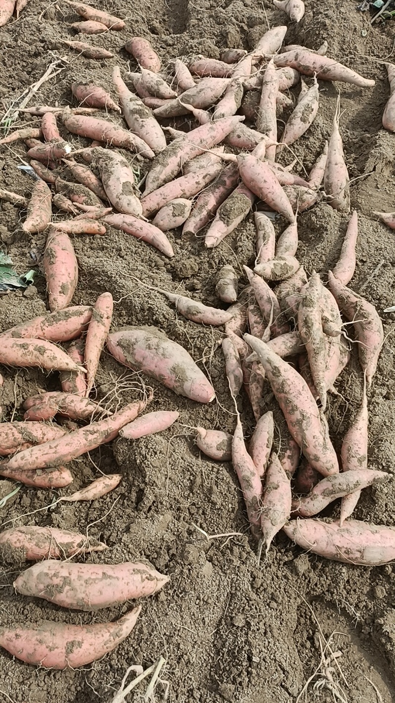 烟薯有各种品种大量有货，原产地产地直发全国各地发货