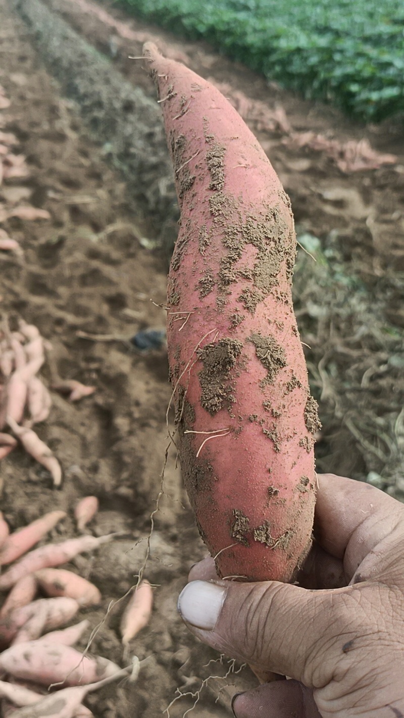 烟薯有各种品种大量有货，原产地产地直发全国各地发货