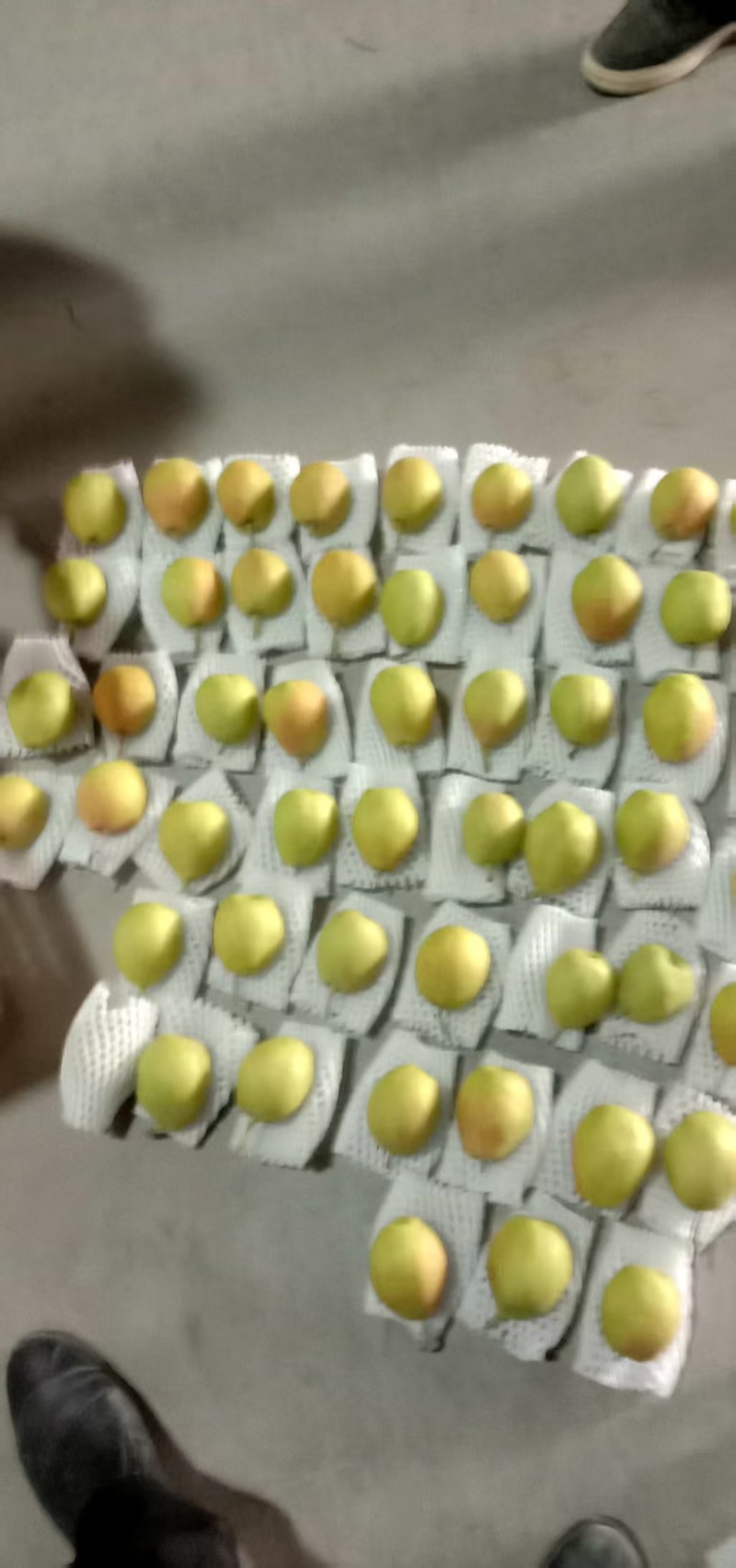新疆阿克苏库尔勒香梨，皮薄肉厚口感好日照时间长，日夜温差大