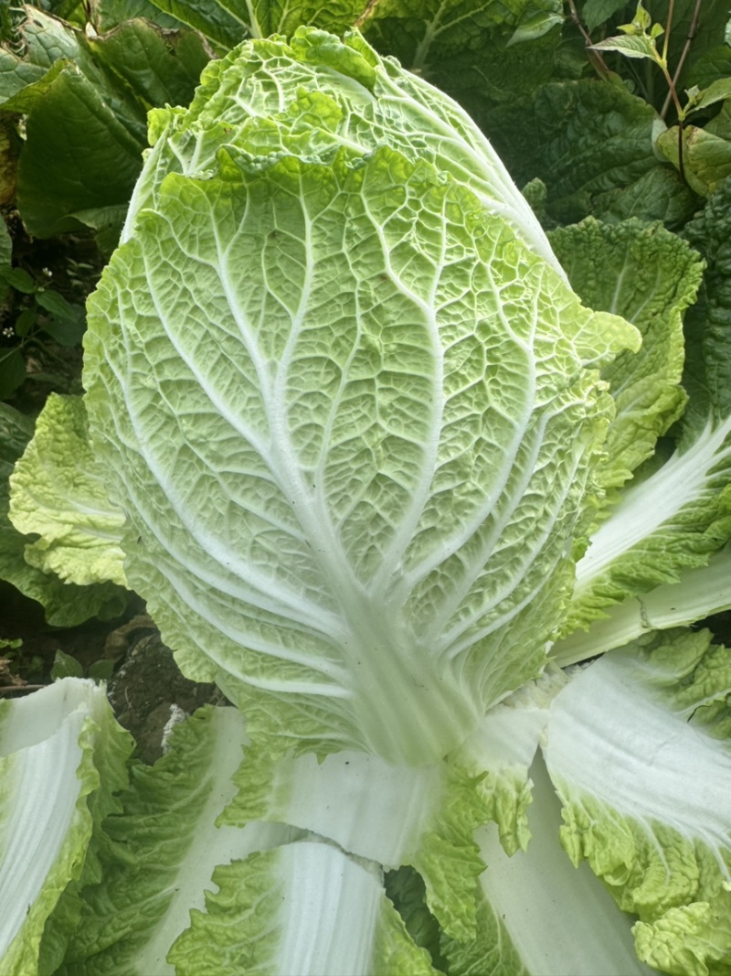 高山黄心白菜湖北白菜口感细腻鲜美品质保障对接全国