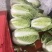 高山黄心白菜湖北白菜口感细腻鲜美品质保障对接全国