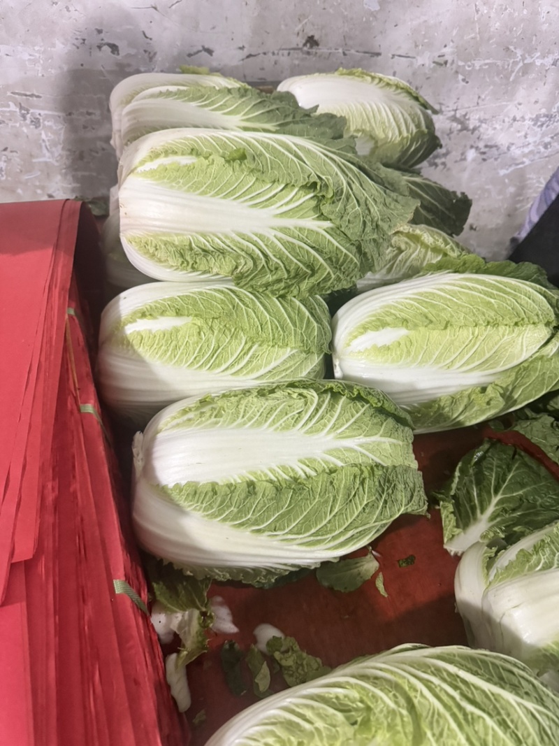 高山黄心白菜湖北白菜口感细腻鲜美品质保障对接全国