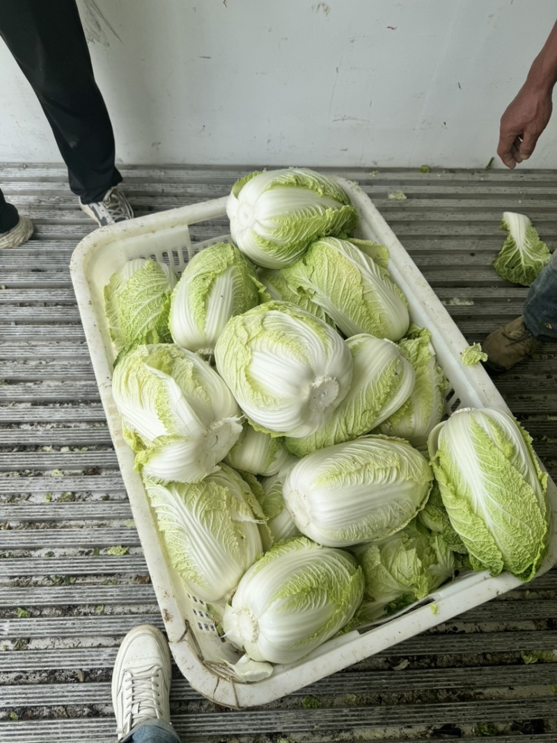高山黄心白菜湖北白菜口感细腻鲜美品质保障对接全国