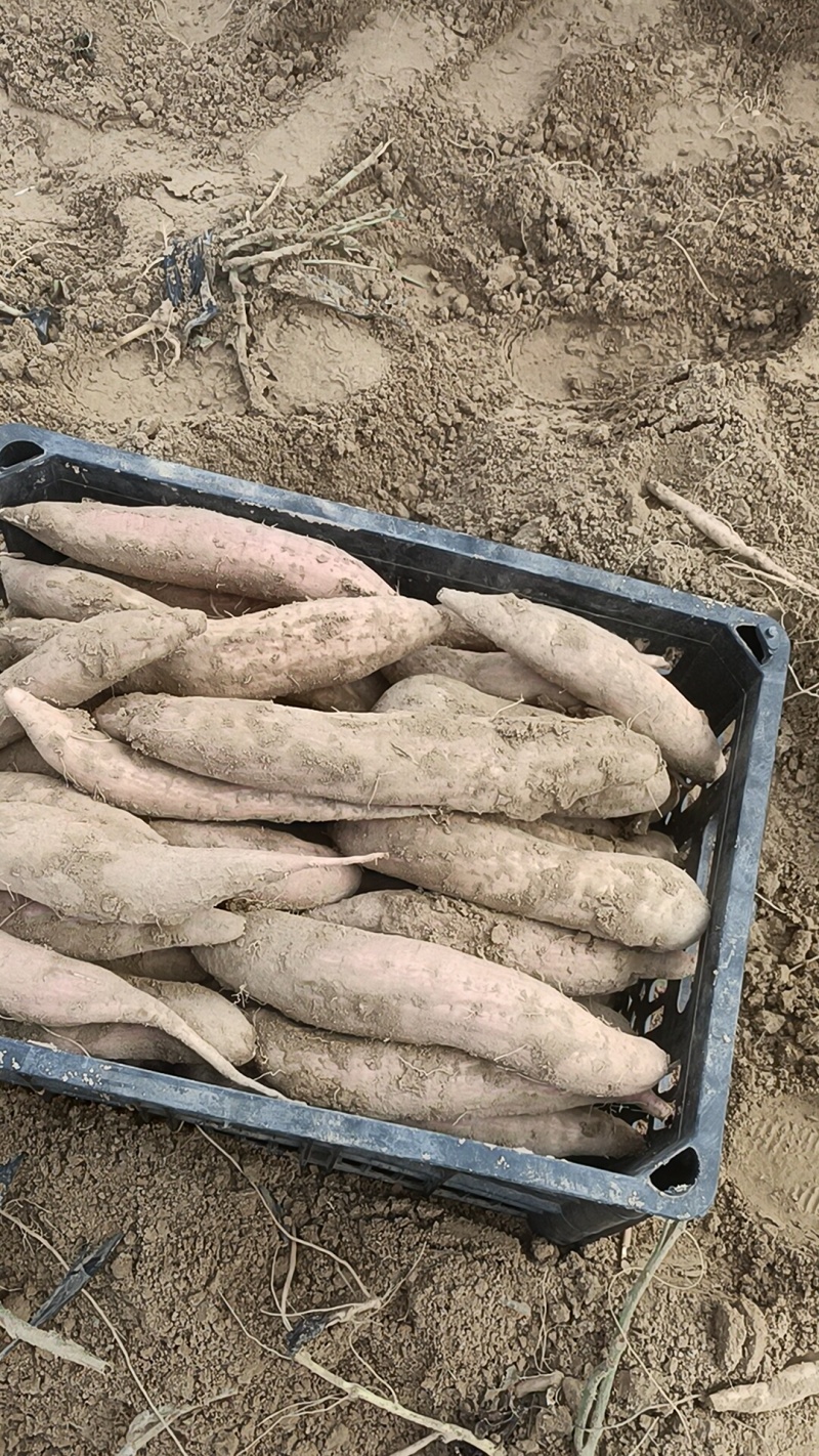 哈密红薯电商平台团购市场都可以大量有货产地直销原产地销含