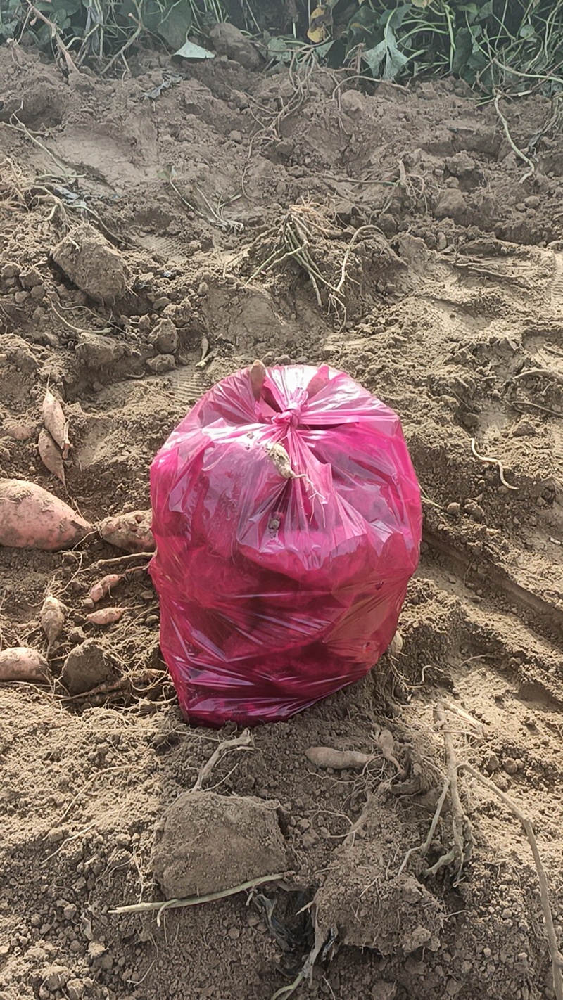 哈密红薯电商平台团购市场都可以大量有货产地直销原产地销含