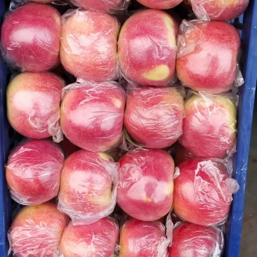 美八平果80起量大