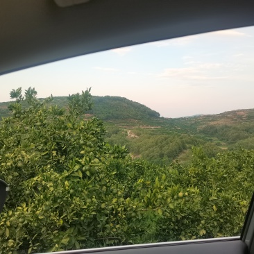 湖北蜜橘