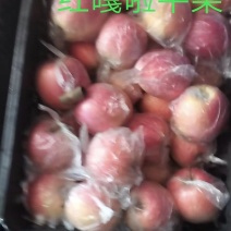 红嘎啦平果量大质优