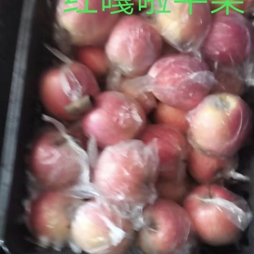 红嘎啦平果量大质优