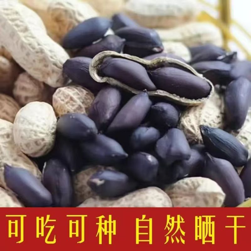 《畅销》河南黑花生基地直发保质保量一条龙服务量大从优