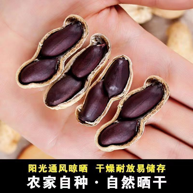 《畅销》河南黑花生基地直发保质保量一条龙服务量大从优