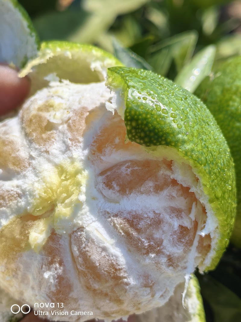 大芬四号蜜桔【大芬蜜橘】特早蜜橘，早熟蜜橘可发往全国！