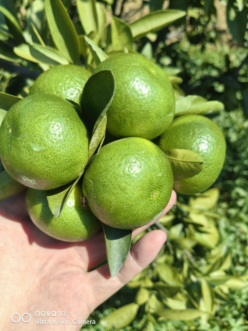 大芬四号蜜桔【大芬蜜橘】特早蜜橘，早熟蜜橘可发往全国！