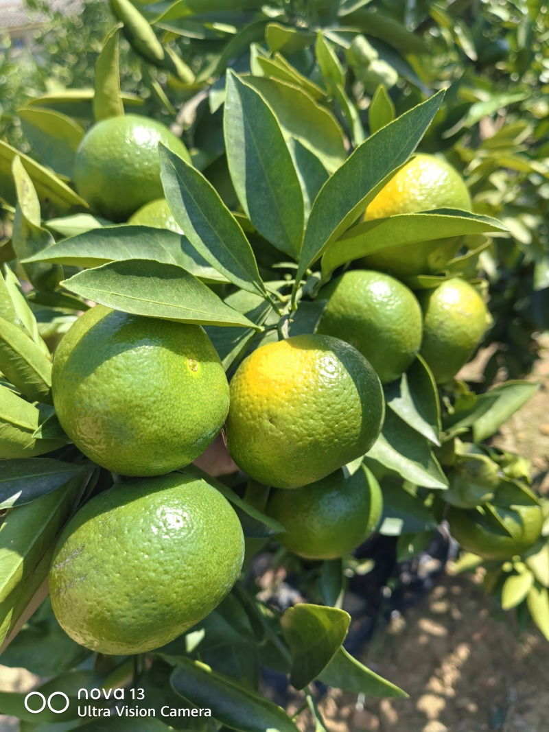 大芬四号蜜桔【大芬蜜橘】特早蜜橘，早熟蜜橘可发往全国！