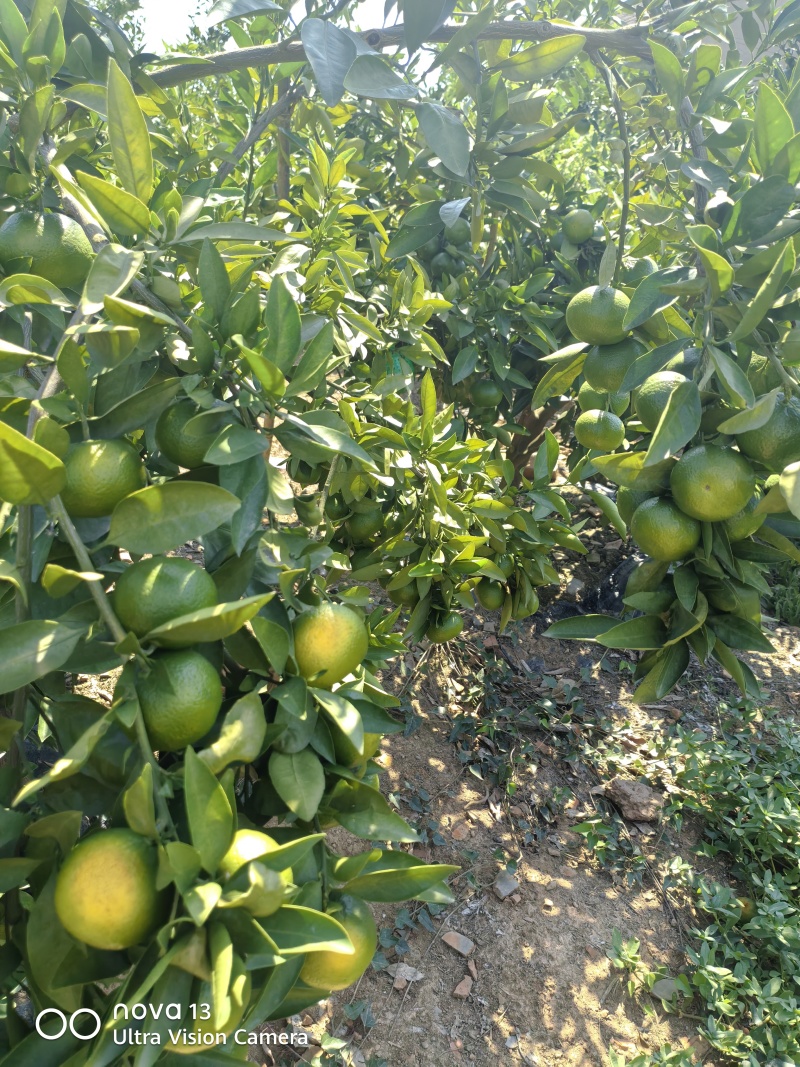 大芬四号蜜桔【大芬蜜橘】特早蜜橘，早熟蜜橘可发往全国！