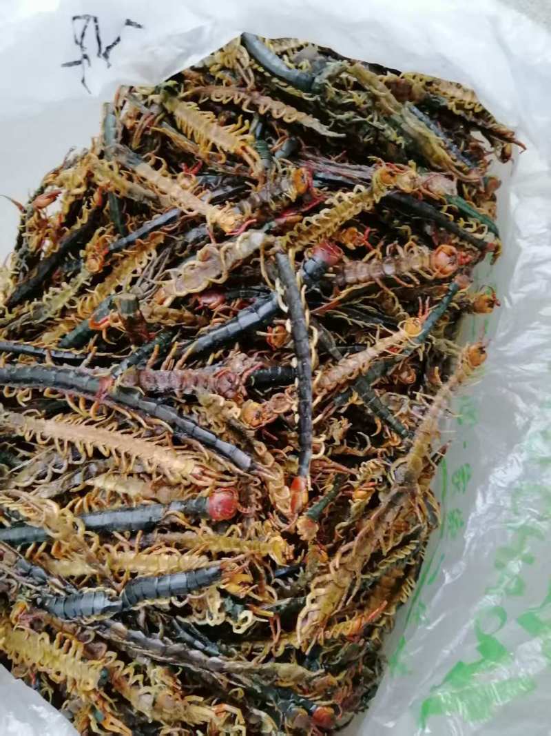精品蜈蚣直皮，趴皮，蝎子