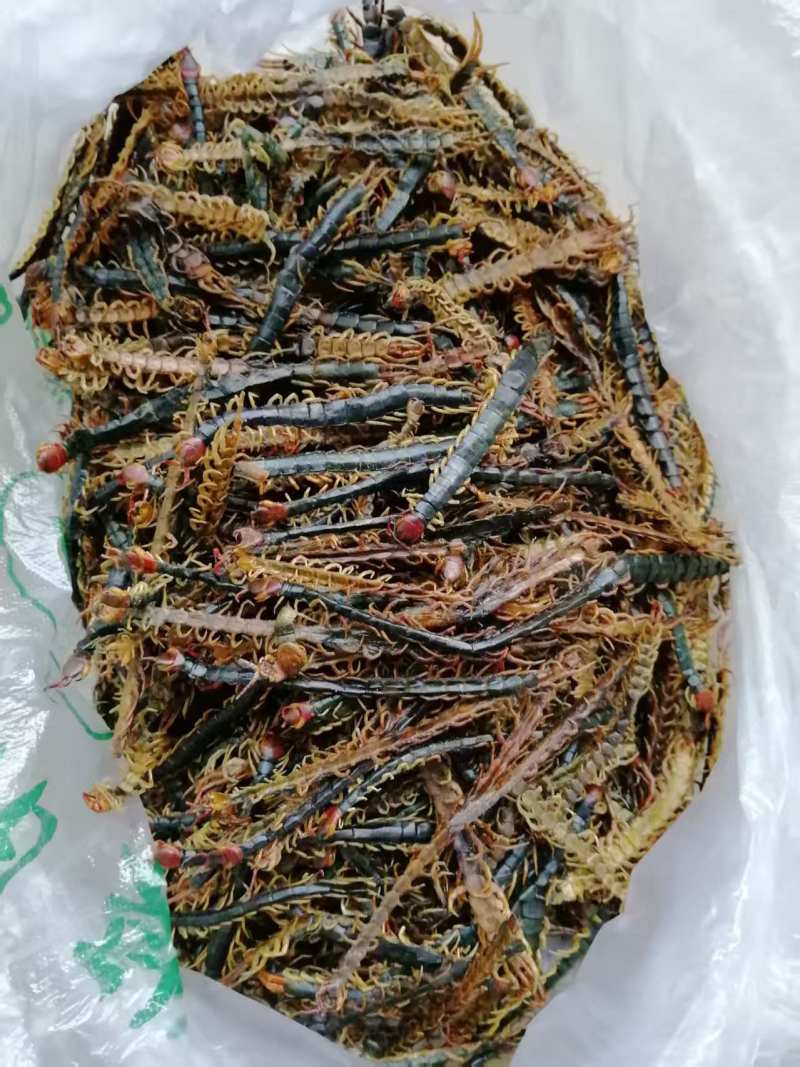 精品蜈蚣直皮，趴皮，蝎子