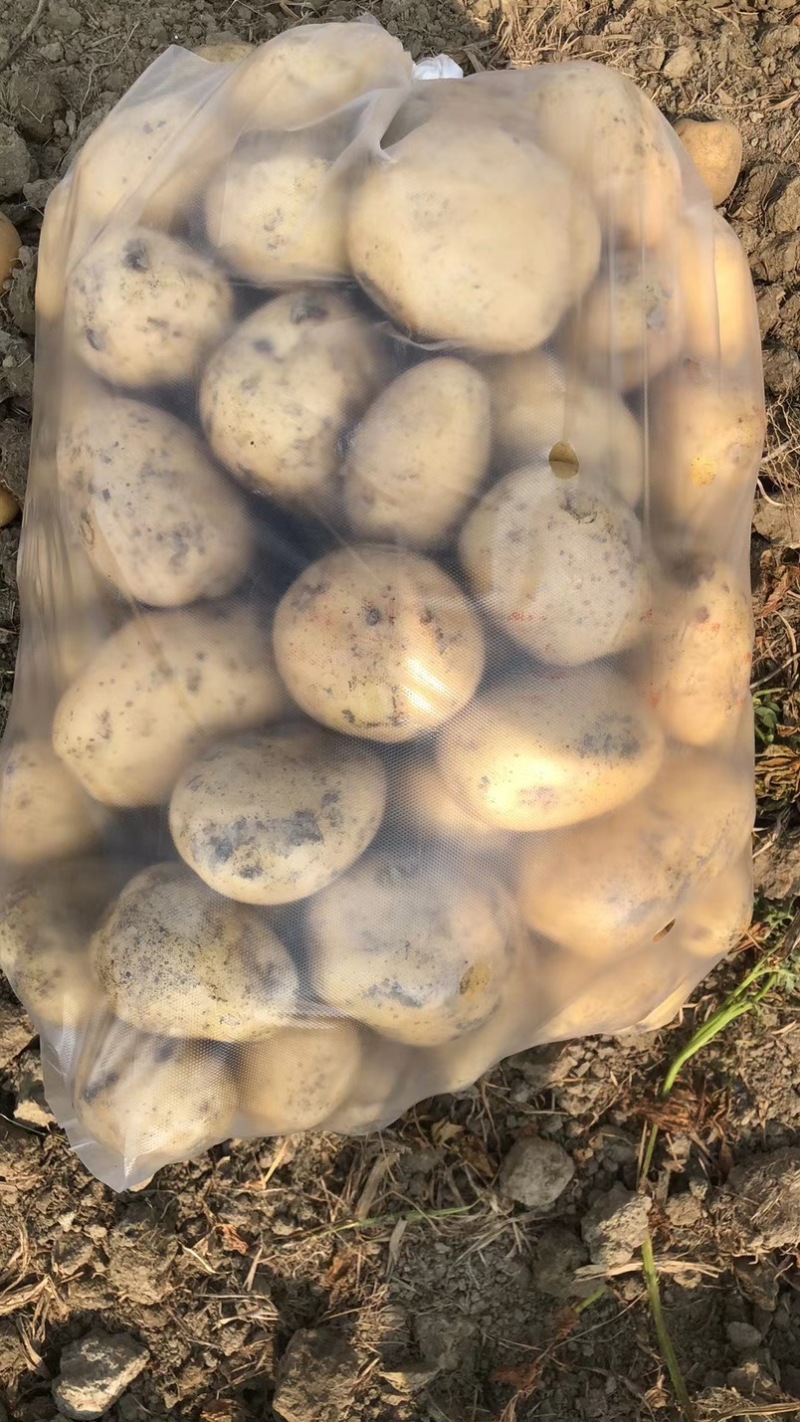 河南通许沃土5号万亩基地大量现货一手货源价格便宜现货