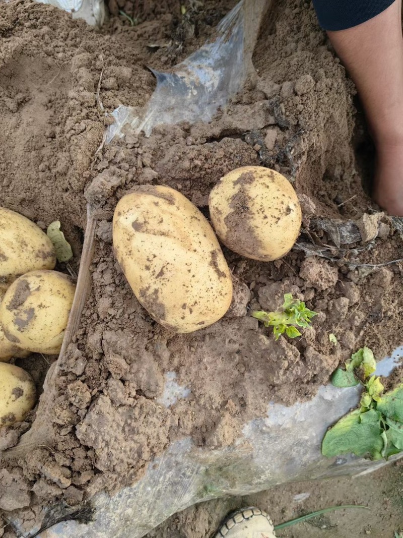 河南通许沃土5号万亩基地大量现货一手货源价格便宜现货