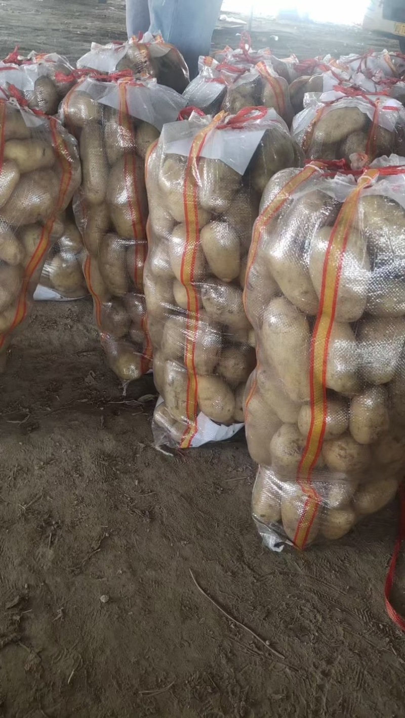 河南通许沃土5号万亩基地大量现货一手货源价格便宜现货