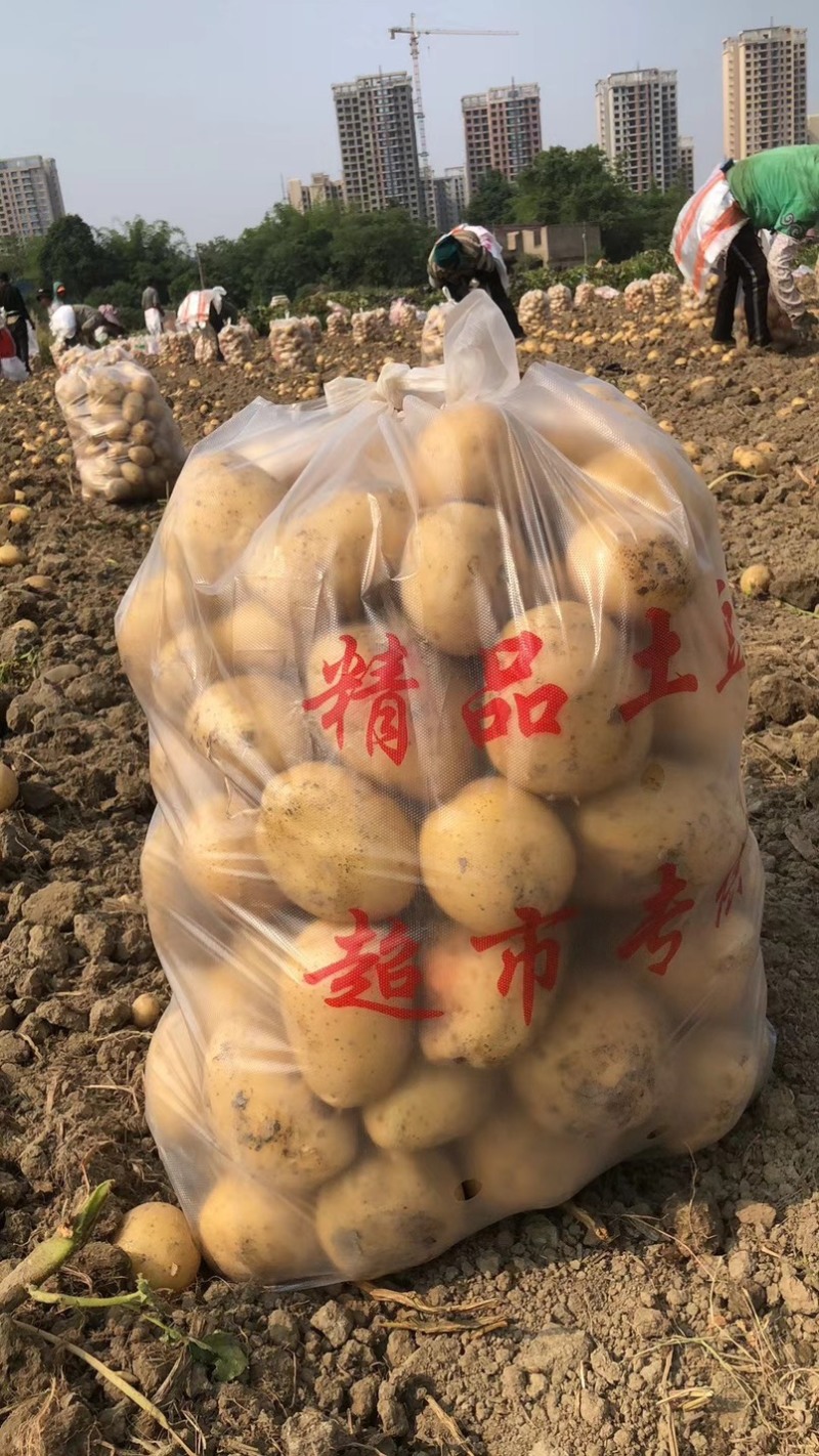 河南通许沃土5号万亩基地大量现货一手货源价格便宜现货
