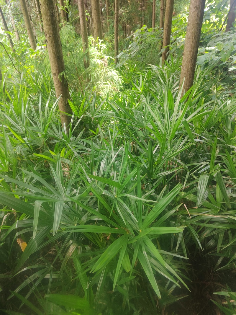 云南棕树，三至五年裸根苗，大量现货出售。