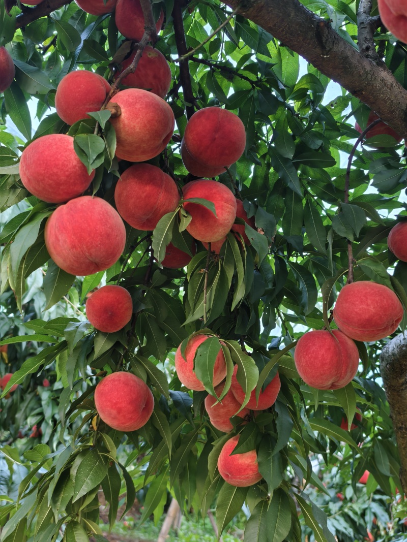 仙女山脆桃