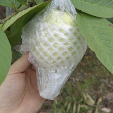 珍珠番石榴，白芯脆甜