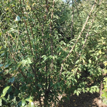 骨里红红梅