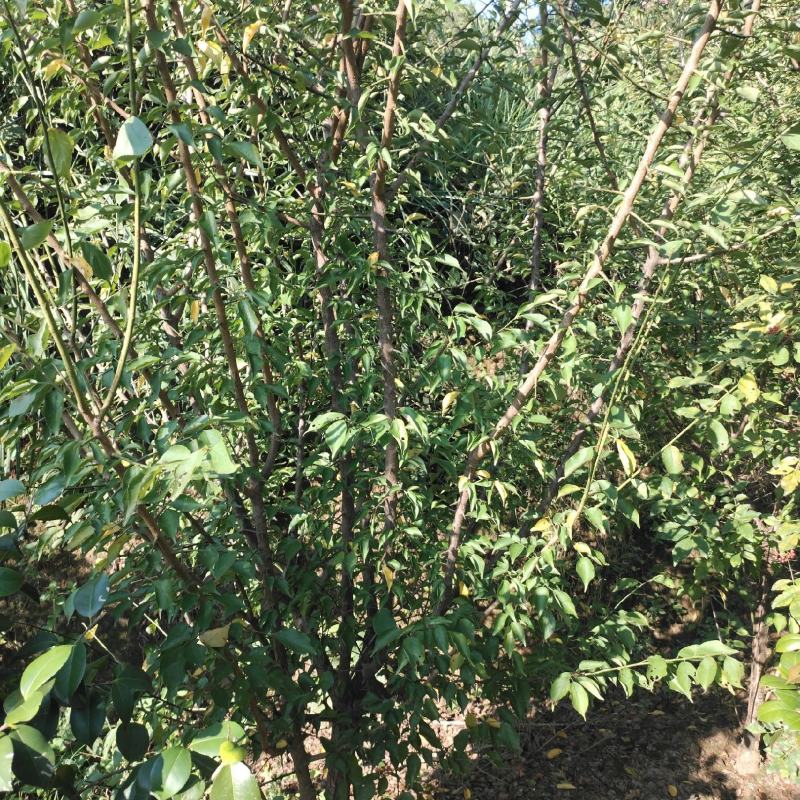 骨里红红梅