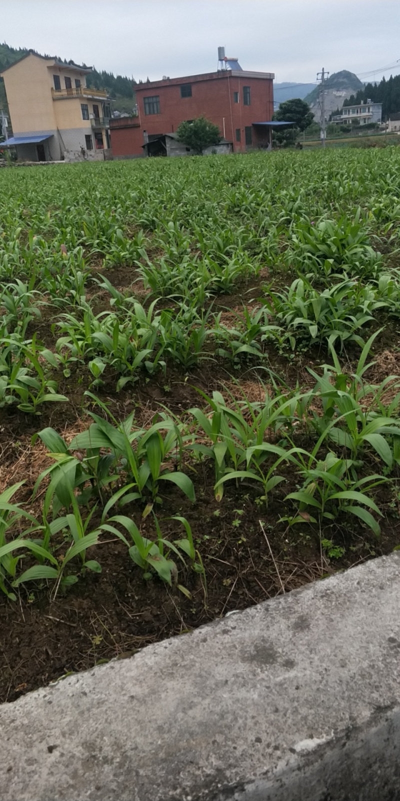 【推荐】贵州紫花三叉白芨鲜货/地里现挖/视频看货