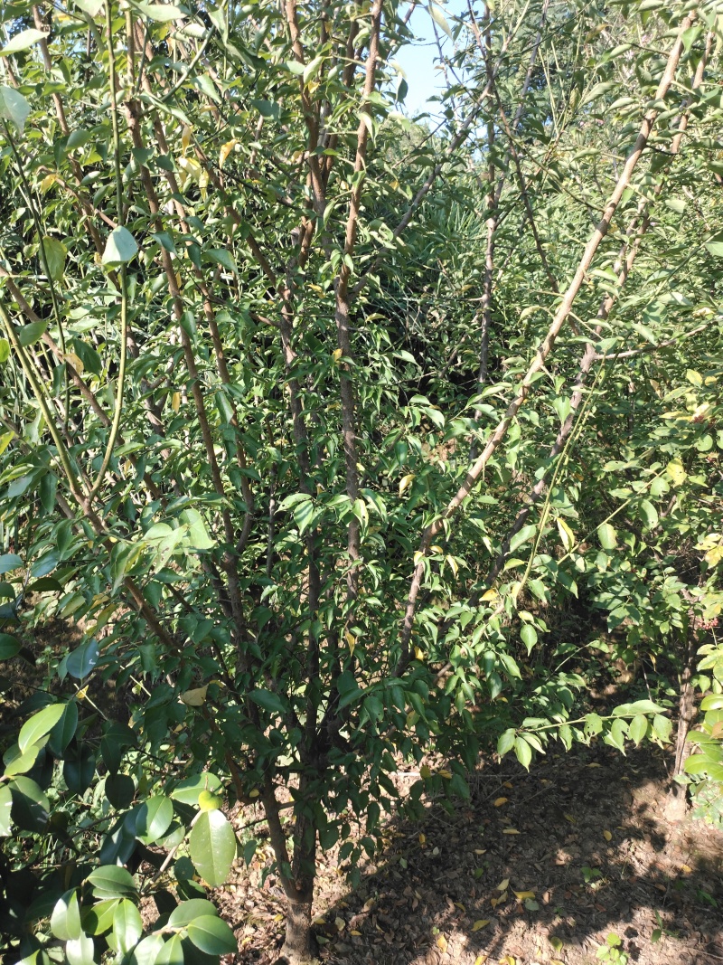 骨里红红梅