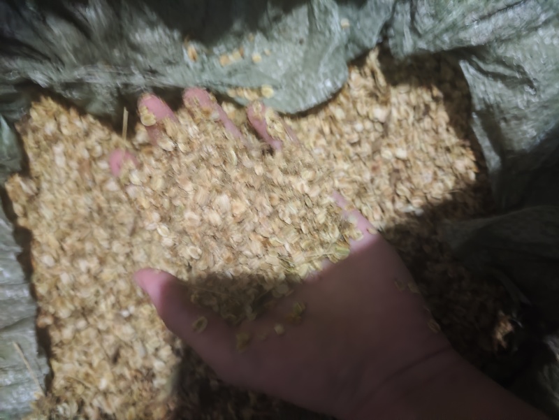 白芷种子